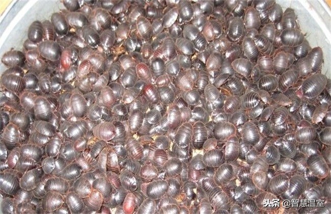 2022年土元养殖前景,土元好养吗养殖前景如何