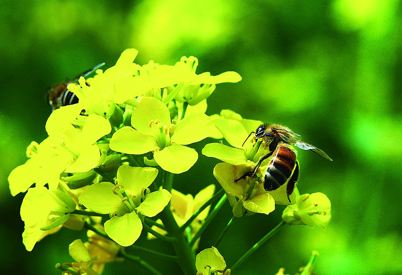 广东惠州四大特色村,惠州十大最美乡村
