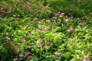 一段美好感情,一段美好的情感