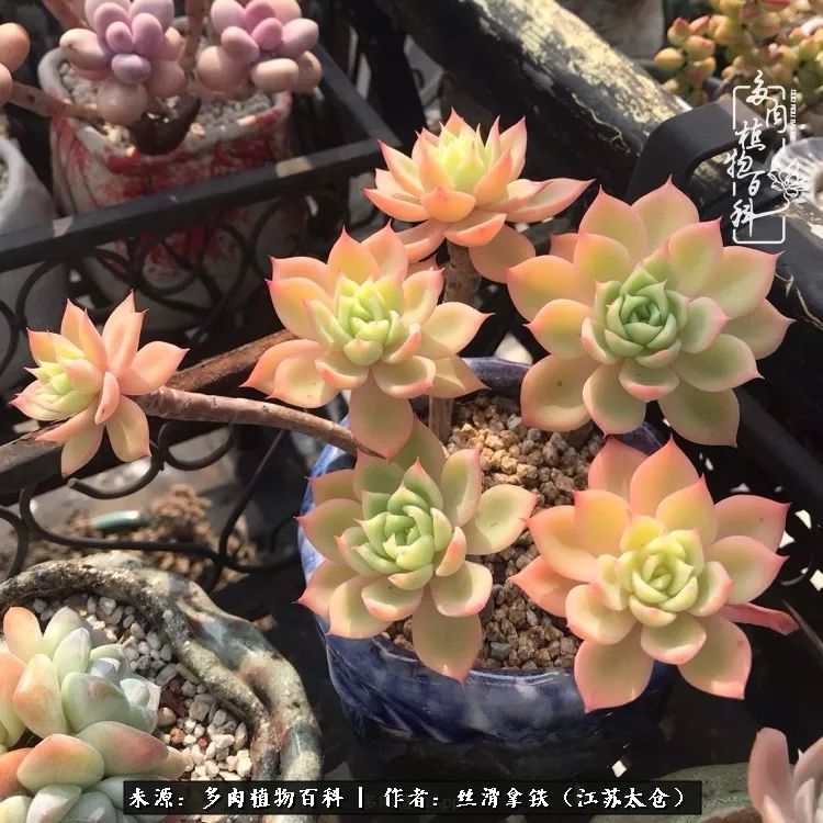 秋叶将落,秋叶即将落下你依然美丽