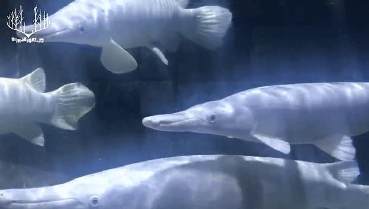 世界十大最凶猛淡水鱼之鳄雀鳝,海洋大揭秘之鱼类大科普海鳝