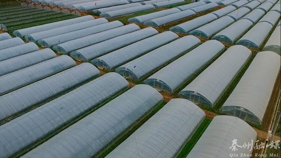 新春走基层村里过年,新春走基层大棚