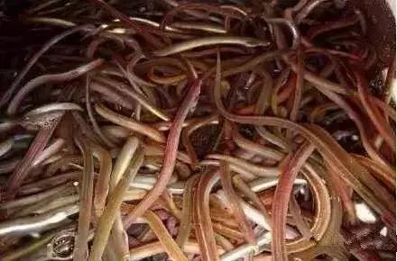 宁波一渔民整理海鲜大全,宁波最全的海鲜