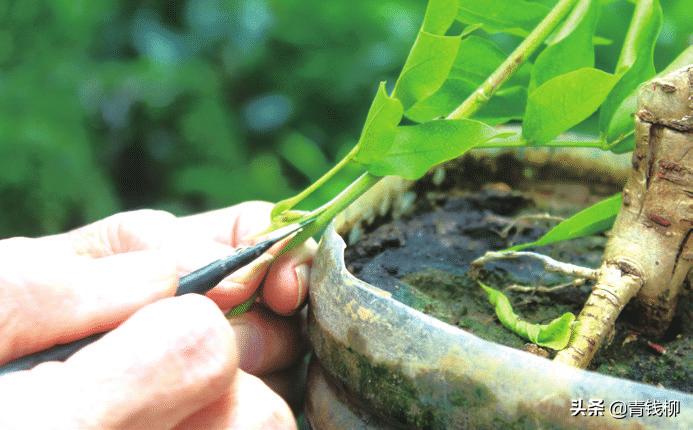 紫藤盆景修剪视频教程,紫藤盆景怎么制作