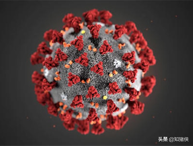新型冠状病毒对于养猪的有影响吗,猪冠状病毒症状及治疗方法