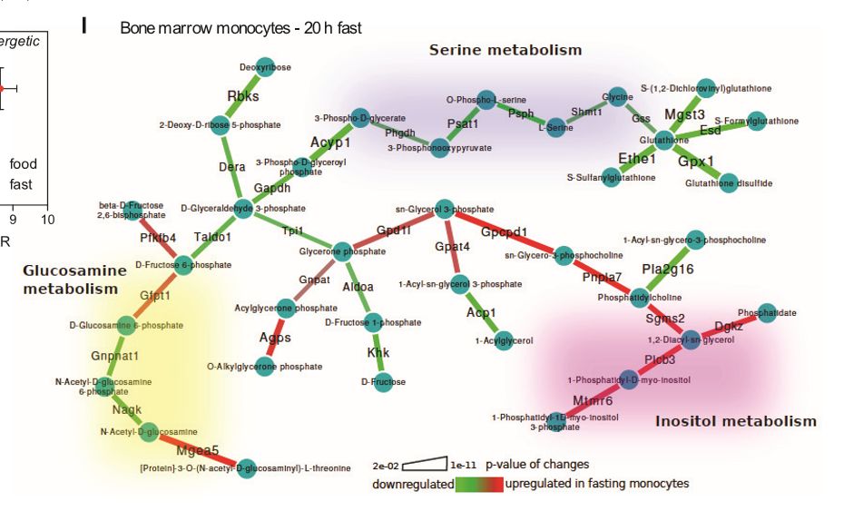 细胞饥饿疗法,细胞饥饿对细胞周期的影响