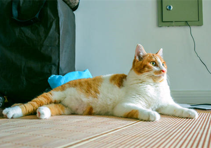 猫咪腹部不大就一定是猫传腹吗,猫咪腹部下垂但是身体很瘦