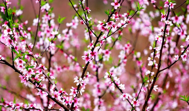 诗词大会第四季董卿唯美开场词,诗词大会第一季董卿唯美开场白