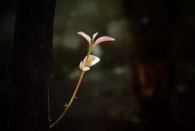 造型极美的盆景一起来欣赏,一组风吹出来的盆景欣赏动感十足