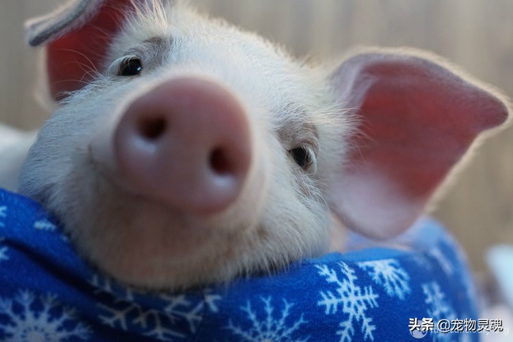 新手养宠物猪要注意哪些问题,养一只宠物猪需要准备什么