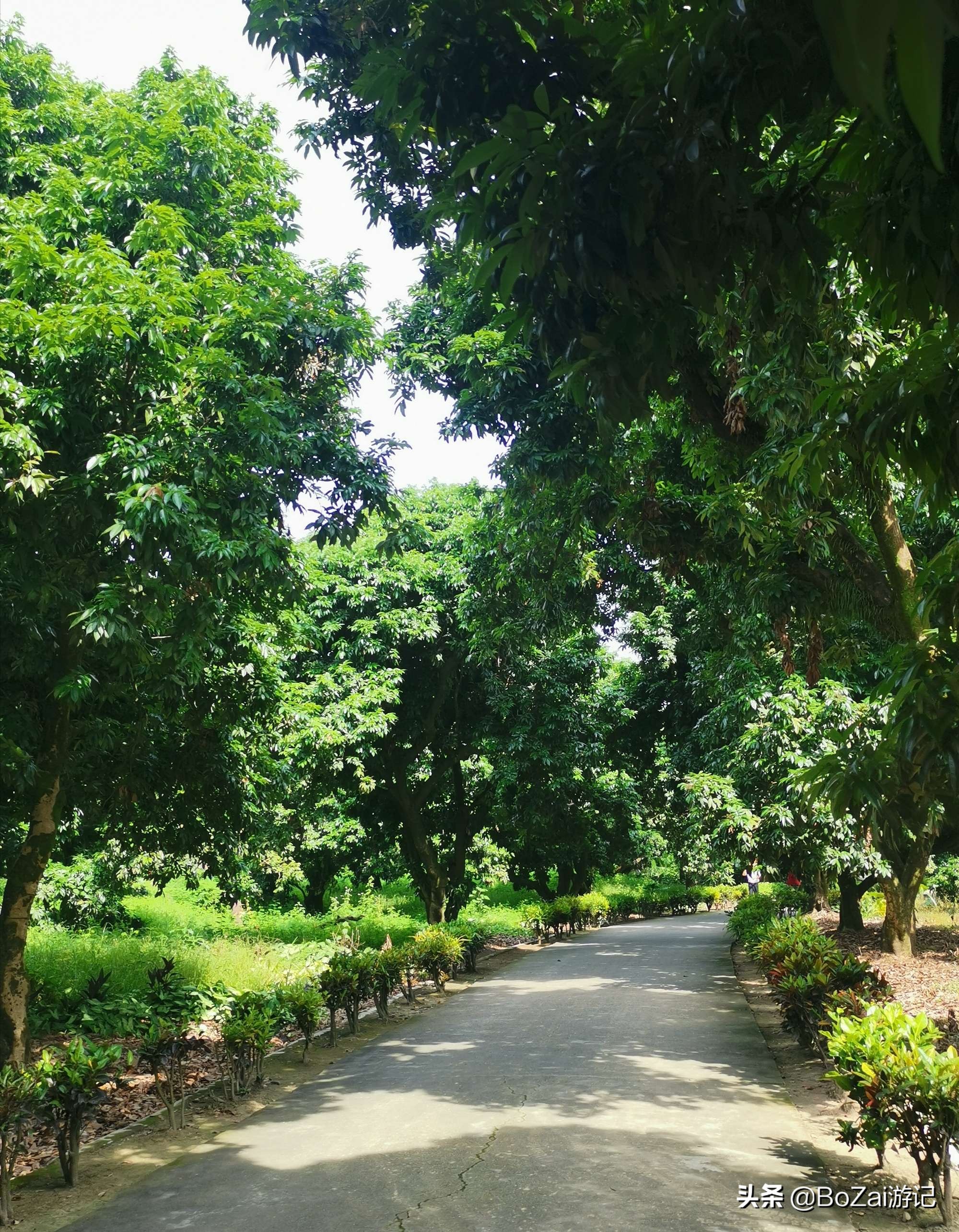 云南西双版纳到文山途经哪些景点,西双版纳适合6-12岁儿童的景点