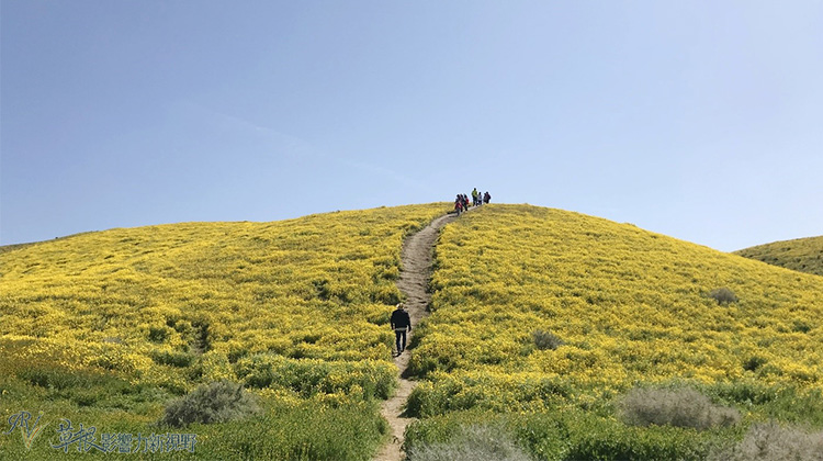 加州野花,加州野花的视频