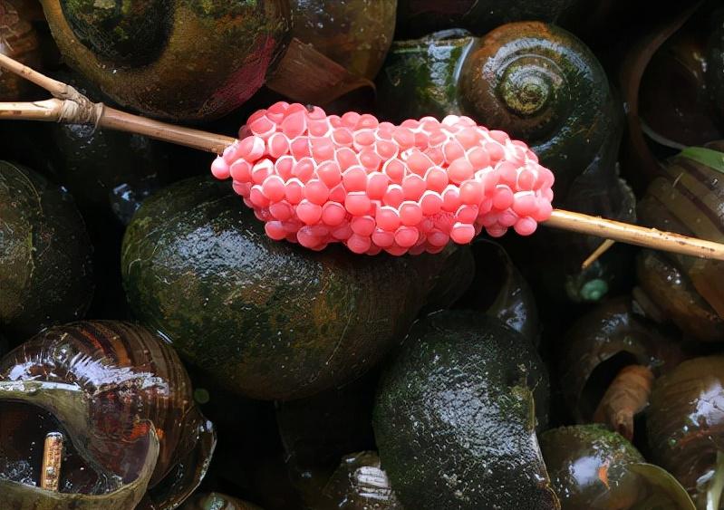 福寿螺的天敌终于出现,泛滥成灾的福寿螺终于有天敌