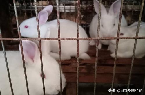高科技生态养殖兔子前景如何,兔子的养殖技术与方法