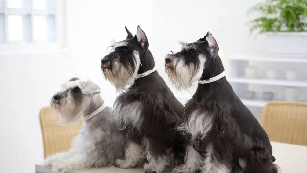 雪纳瑞拔毛的好处和坏处,养雪纳瑞犬的好处和坏处