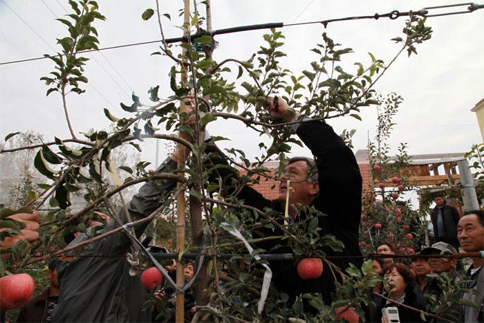 苹果苦痘病如何从根本上解决,苹果苦痘最佳治疗方法