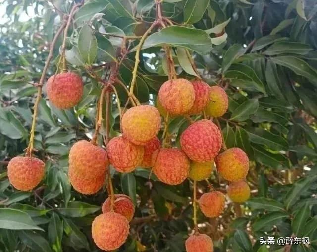 杜牧有诗为证，杨贵妃爱吃荔枝，成就了一荔枝品牌“妃子笑”