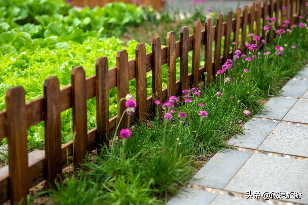 白鹭湾的“选美大赛”，谁是你心中最美的“姑娘”