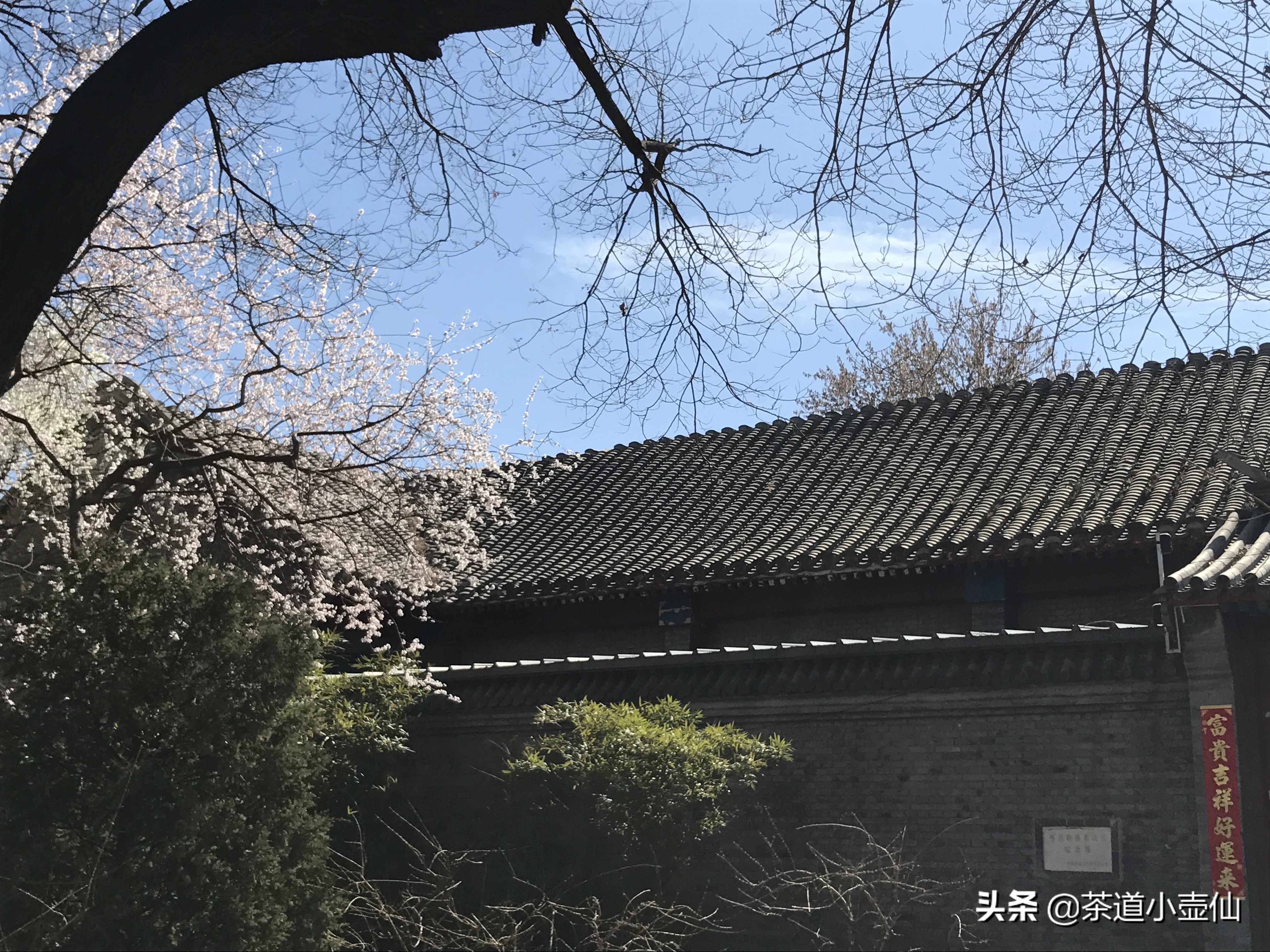 茶叶百科书籍,茶叶百科及图片