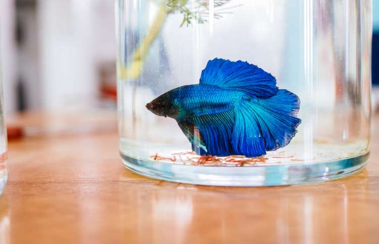 世界上十二种颜色华丽的动物,令人惊艳的17种动物绝对罕见