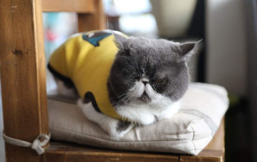 如何正确的养一只加菲猫,为什么不建议养加菲猫