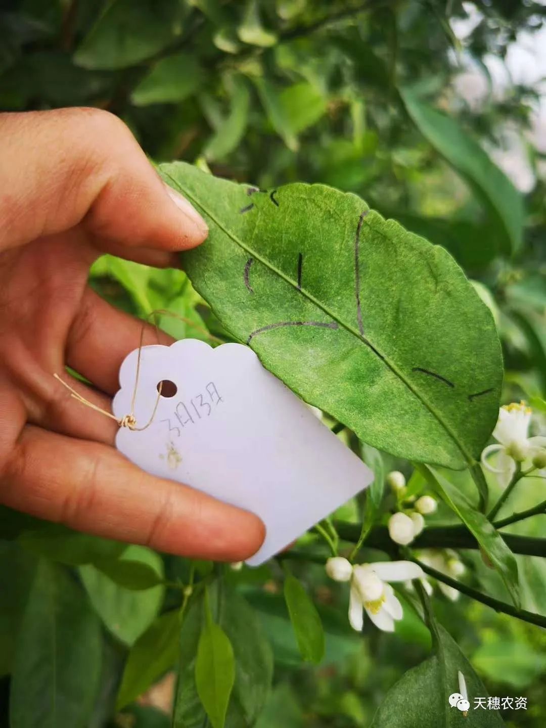 猎护杀虫剂打虫吗,猎护农药