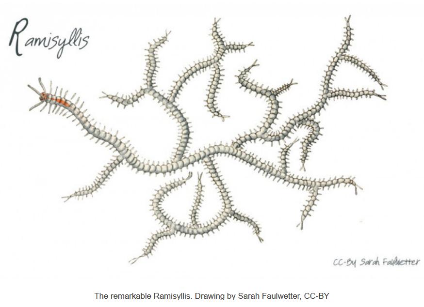 澳大利亚神秘生物真实视频,澳大利亚巨大蠕虫