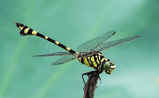世界最大蜻蜓长啥样,目前世界上最大的蜻蜓