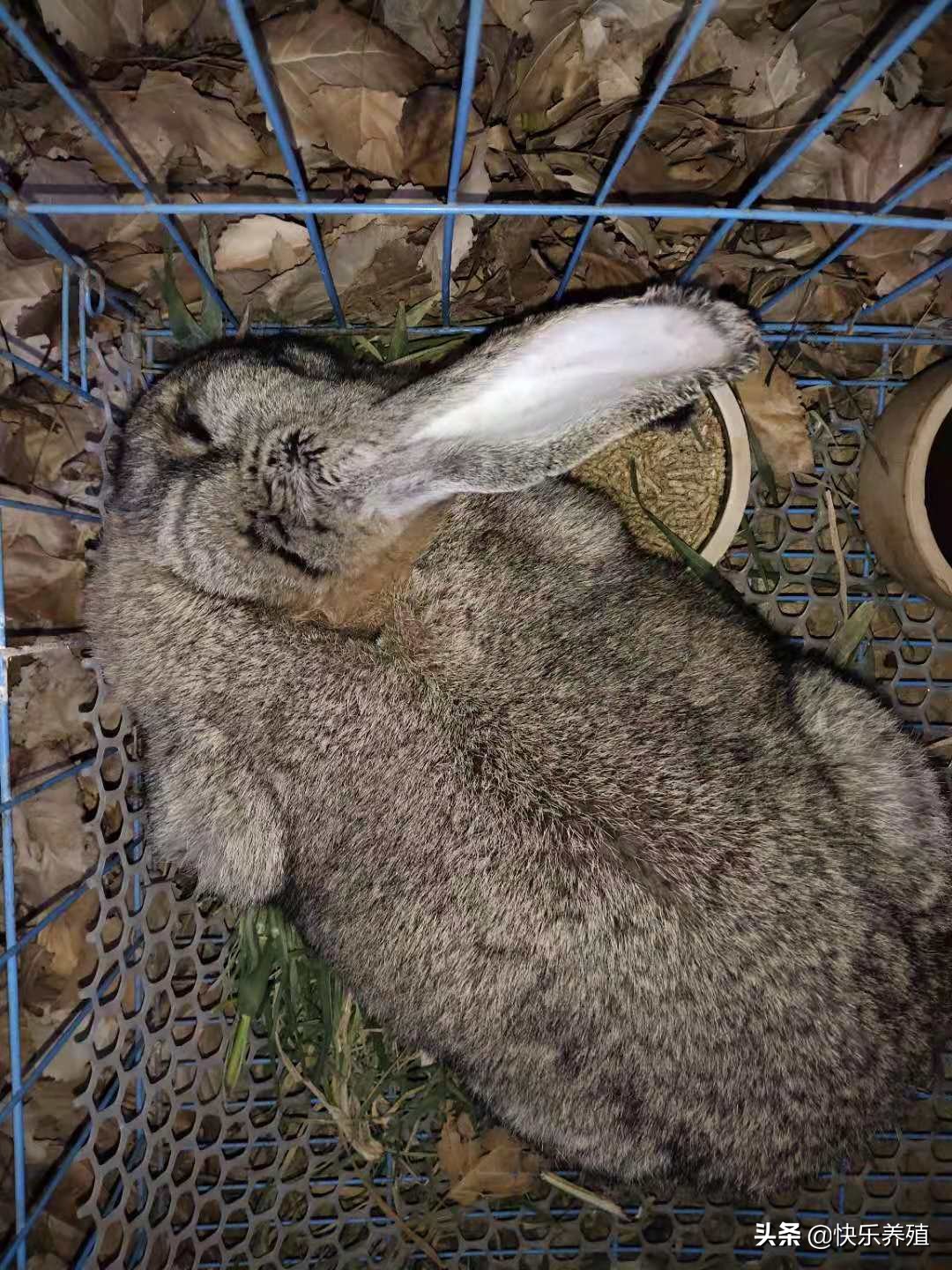 歪头病兔子的症状,养兔常见疾病与治疗方法