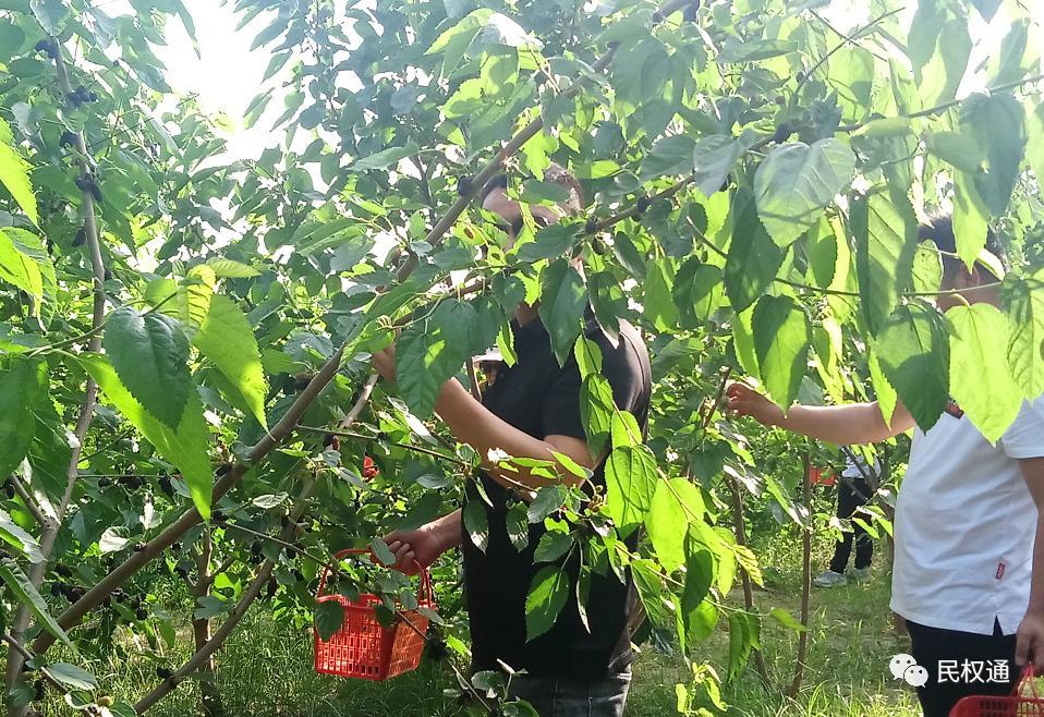 这种白果，民权90/%以上的朋友没吃过，不信？打赌