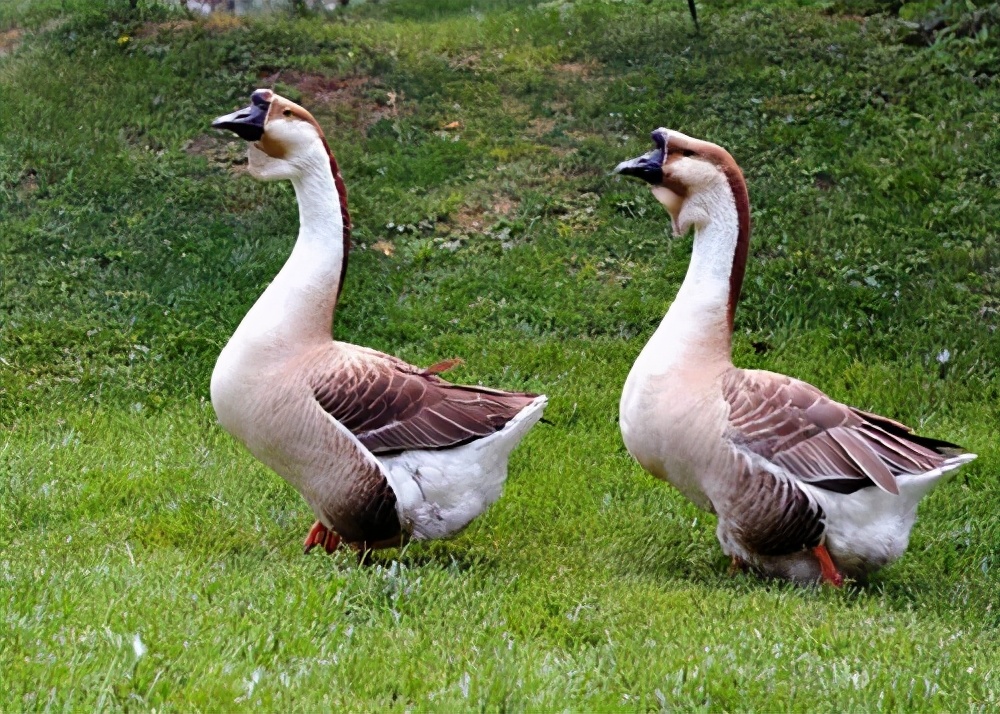 种20亩新会柑一年赚多少钱,回乡创业种植柑橘