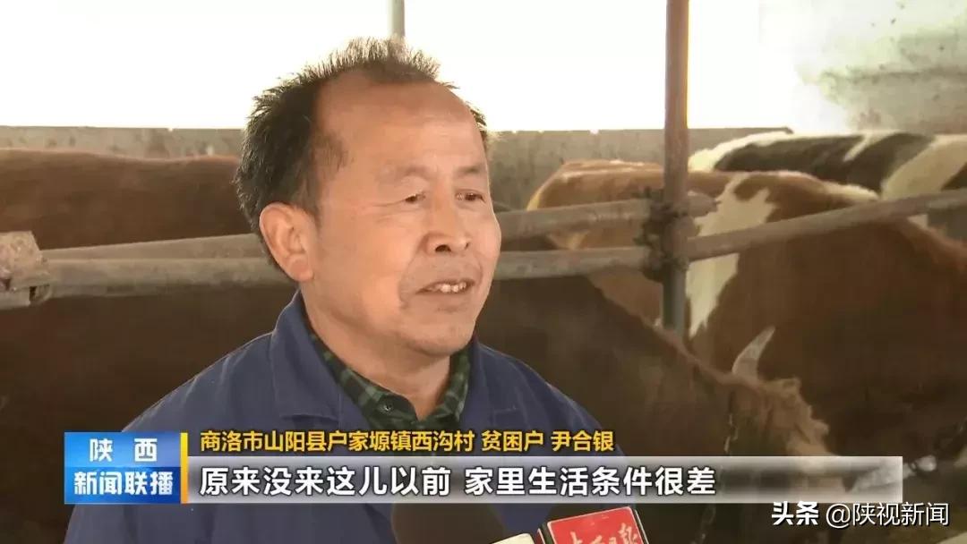 商洛山阳县这帮人对牛粪做了啥？竟比纯养牛多挣了10倍！