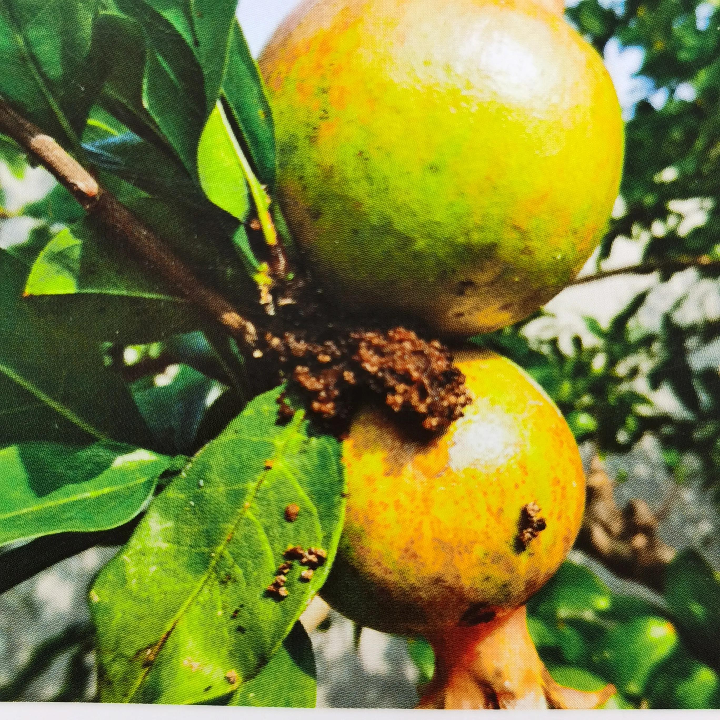 突尼斯软籽石榴树安全过冬方法,食心虫蛀虫