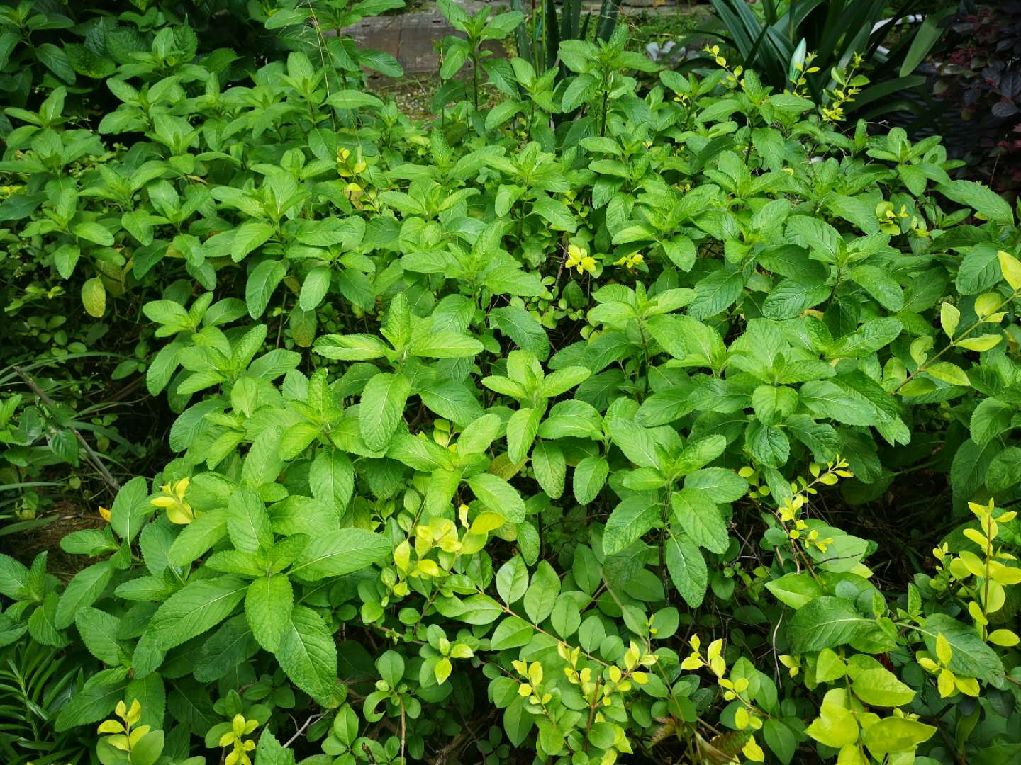 炎炎夏日柠檬百香果蜂蜜水,炎炎夏日来杯柠檬百香果水