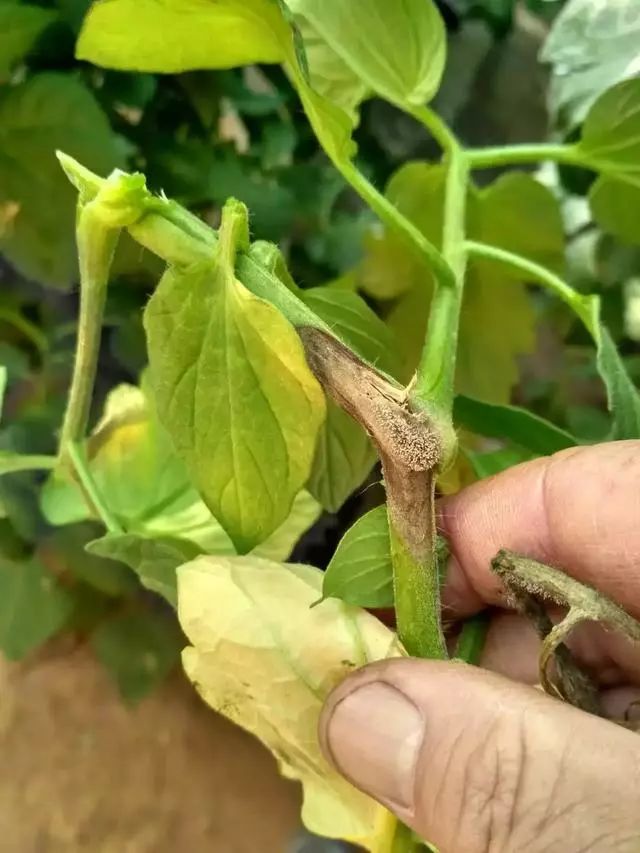 灰霉病如何防御,灰霉病的识别与防控