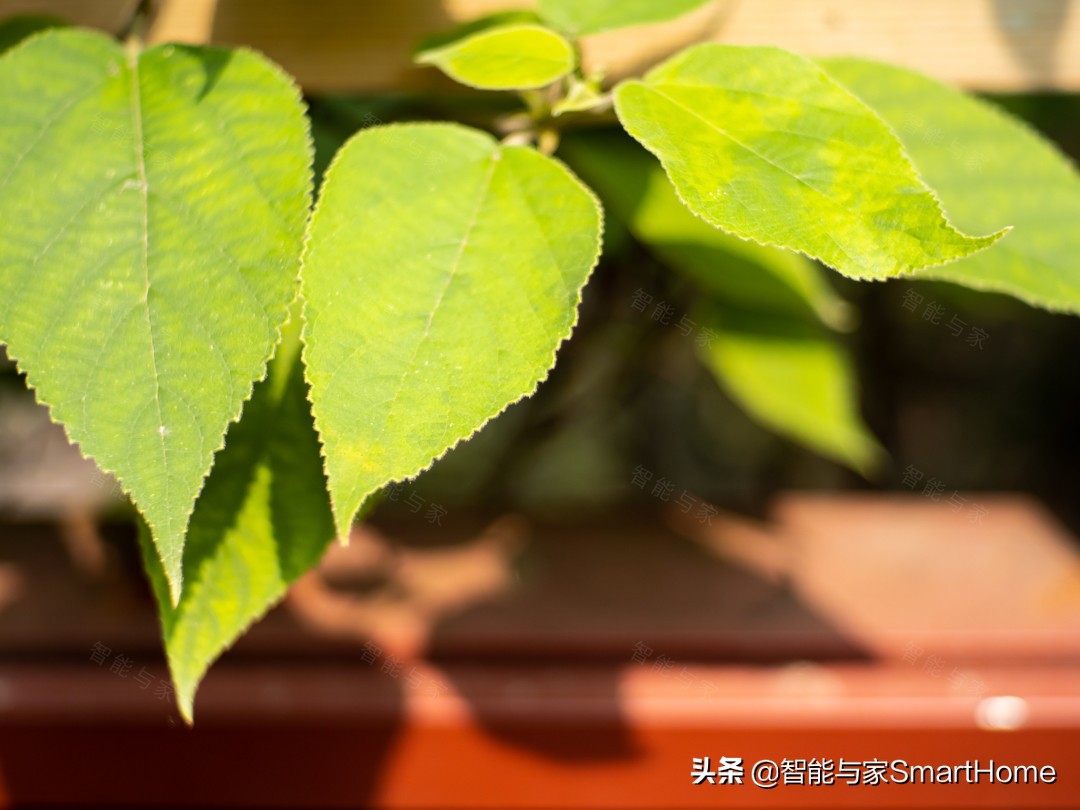 奥林巴斯em1mark3和om1哪个好一点,奥林巴斯OM-DE-M1Mark