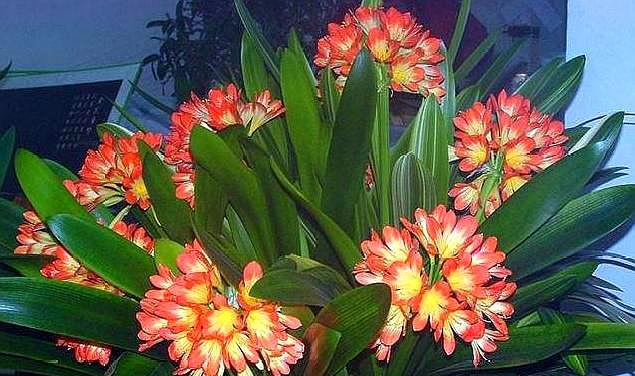 怎么育种君子兰,君子兰叶子全烂了根可以繁殖吗