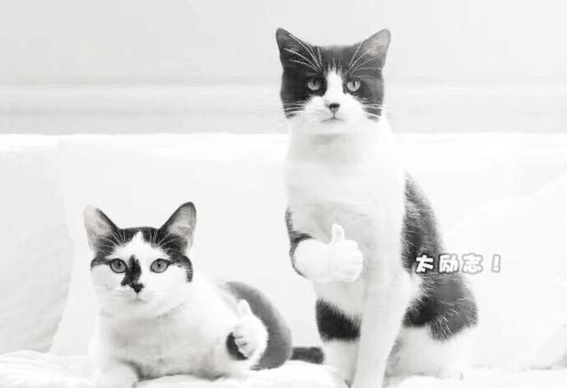 香！vivo把“鸡头*法大**”嵌入手机