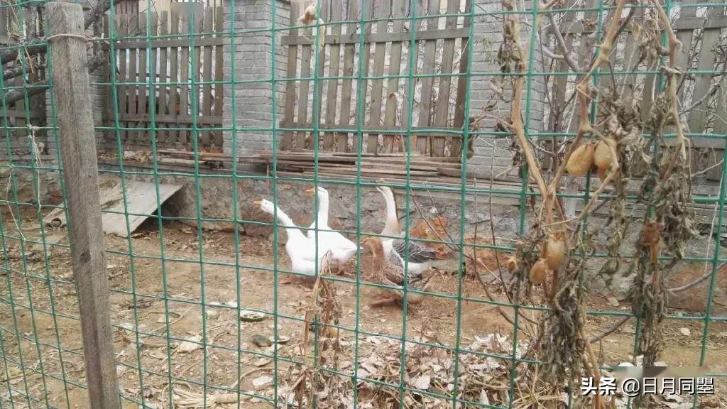 往事丨1992年，他们在武汉策划了一次消毒艺术运动