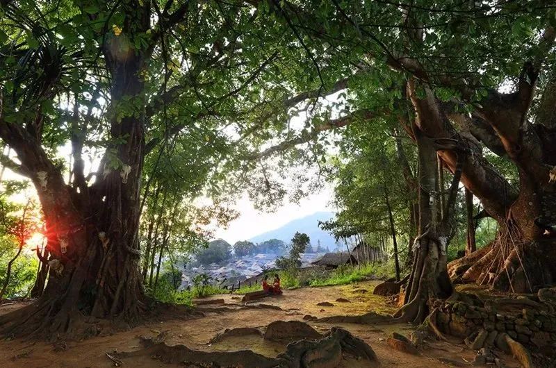 它们冷门，可却是如此幽静美丽