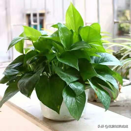 绿萝叶子稀疏只长藤,如何让绿萝叶子保持油亮翠绿