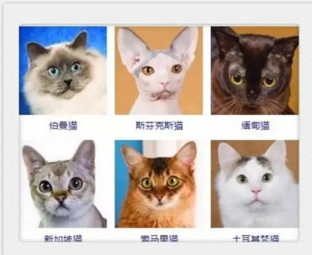 猫咪有哪些品种大全,不吃肉的猫咪是什么品种