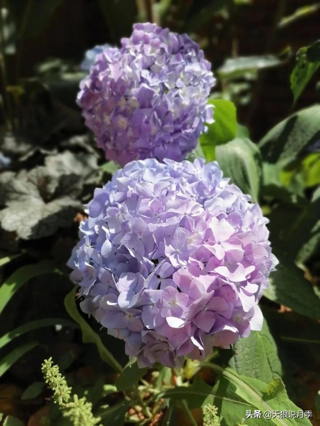 圆滚滚的绣球，瀑布般的花墙，这届花友也太会种花了吧