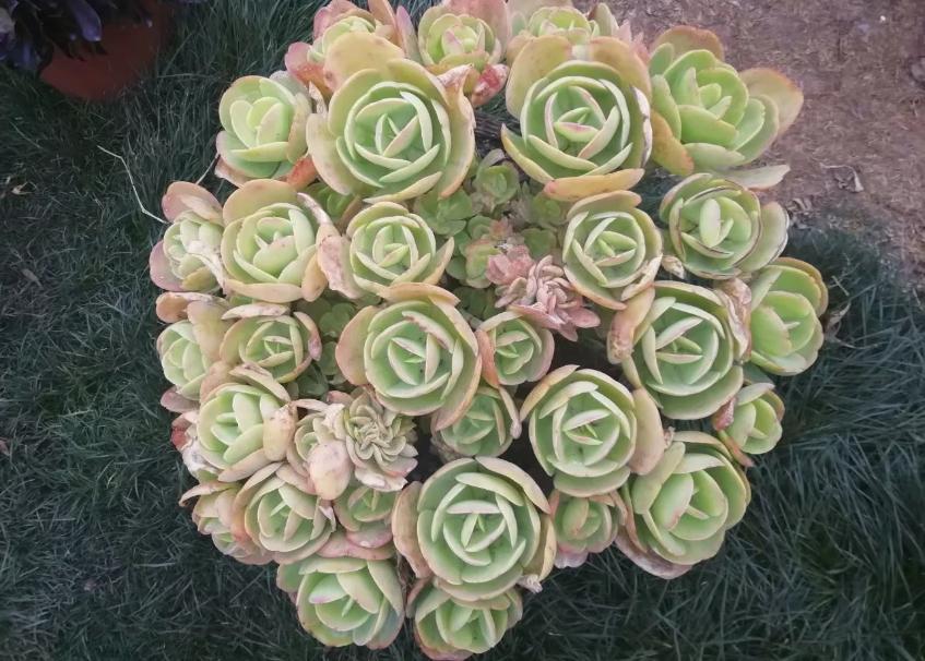 多肉养出状态来有多美?这102种多肉控养上色之后美呆了