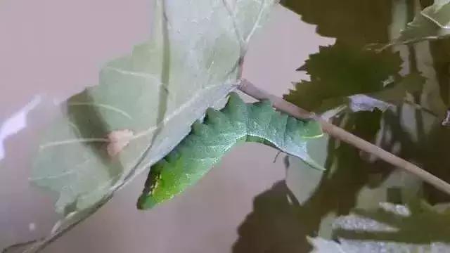 夏黑葡萄各个时间防哪些虫害,葡萄14种常见虫卵图解