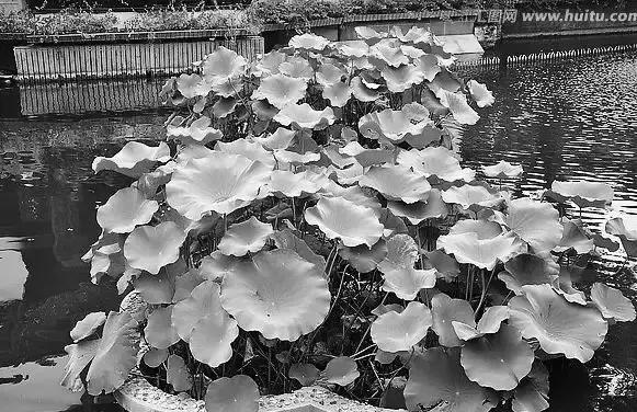 荷花池复原,荷花池变身素材