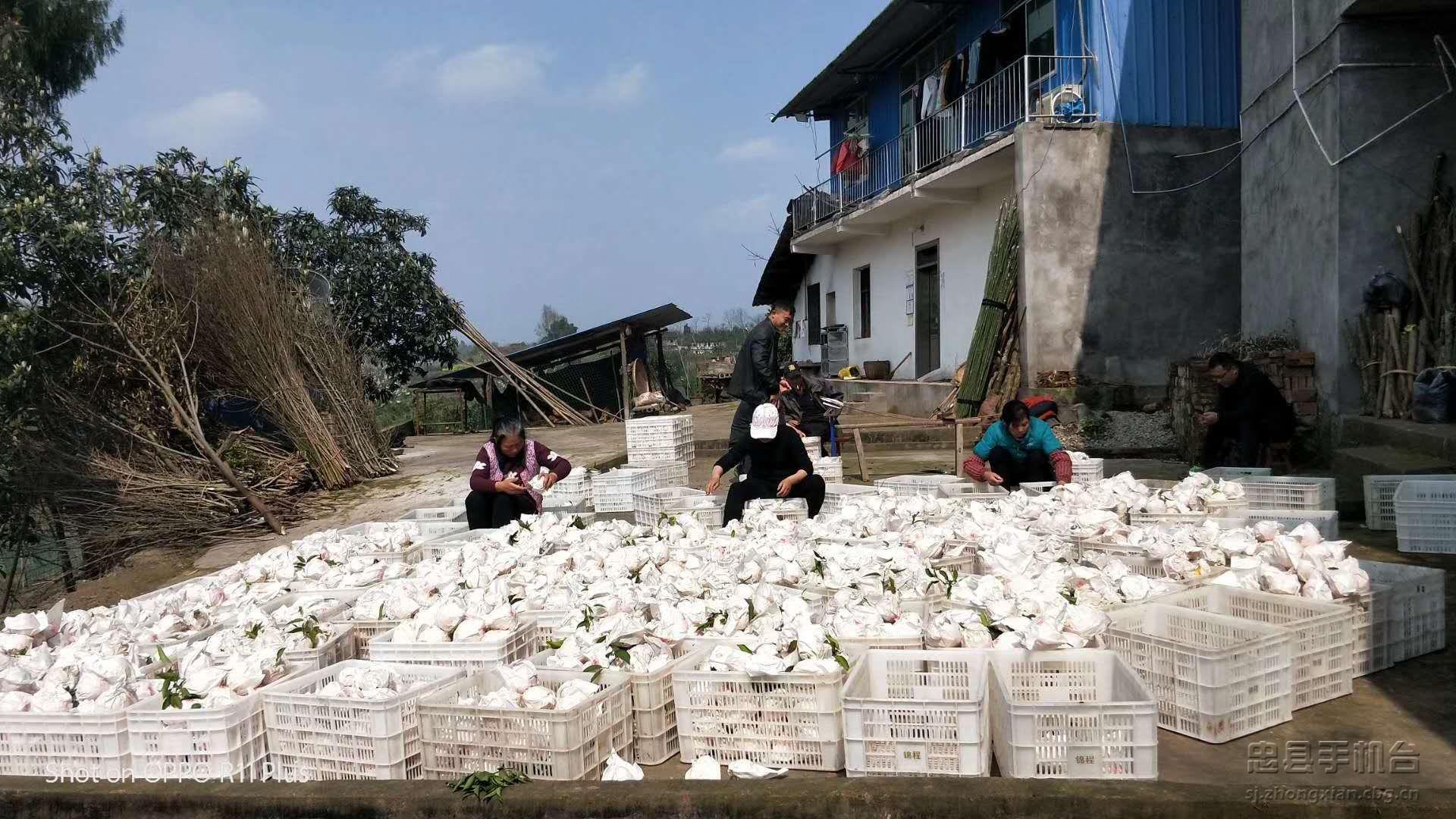 重庆忠县忠橙,忠县忠橙哪里买