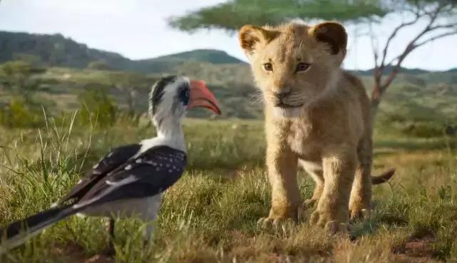 狮子王辛巴体型有多大,狮子王辛巴成长记录