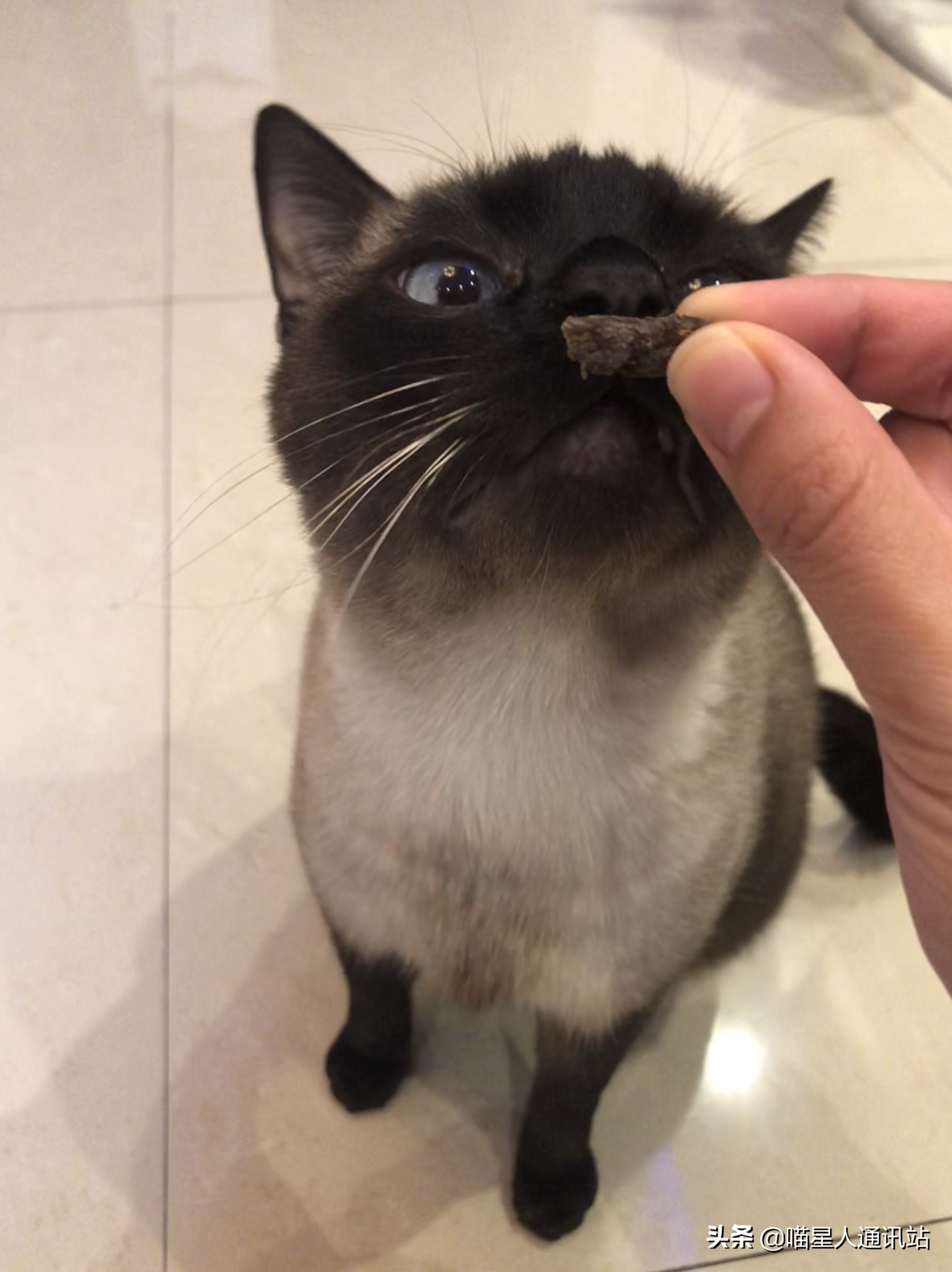 花销盘点｜养一只猫一年花的钱够买30根口红