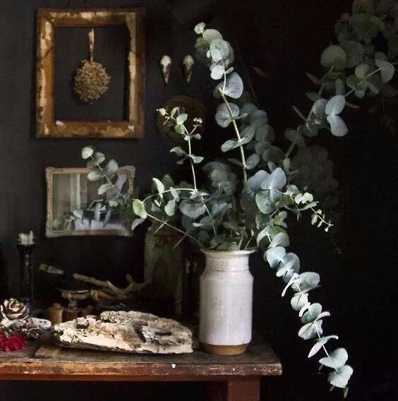 花店用的尤加利是什么品种,尤加利有几种